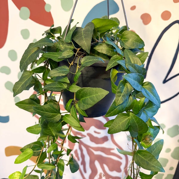 19cm Hedera Helix 'Lingusta' - English Ivy by Sprouts of Bristol
