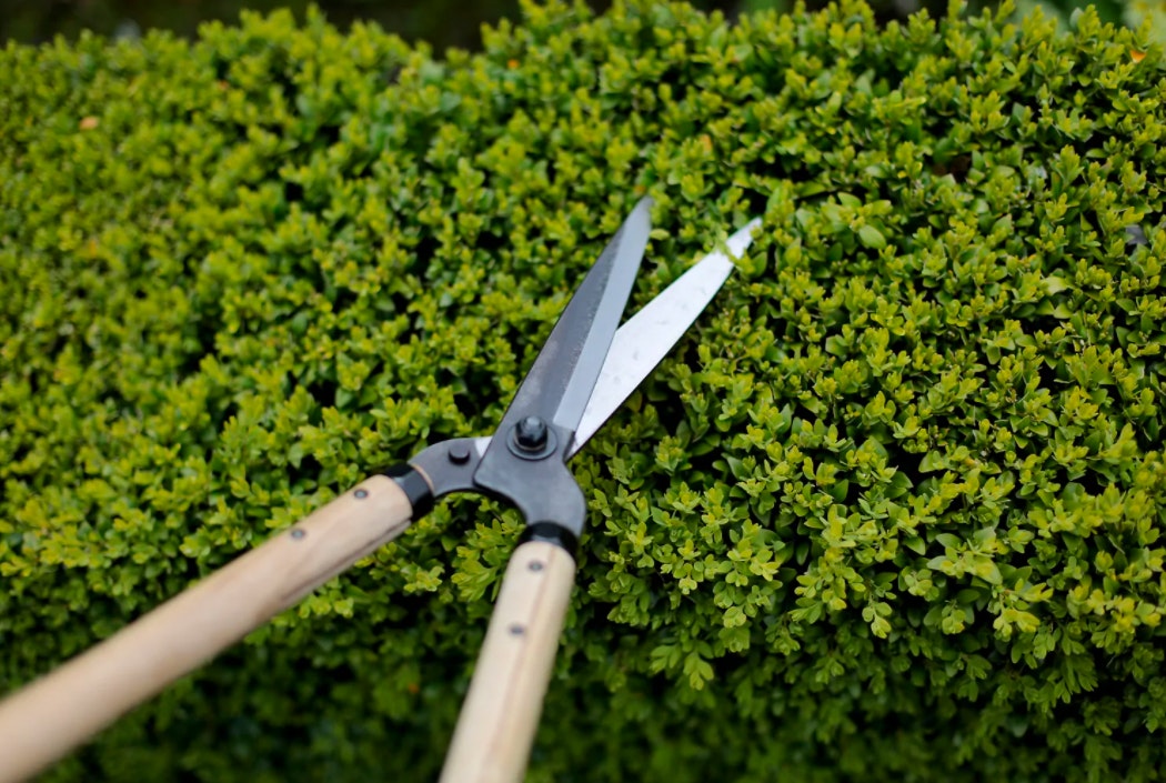 Japanese Garden Shears Standard Niwaki Trouva