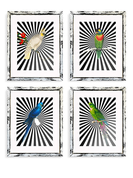 Tartan And Zebra - Decorative Sheets 'Parrots And Stripes' - 70x50cm / Design D - Xl 700x500mm / Diseño D
