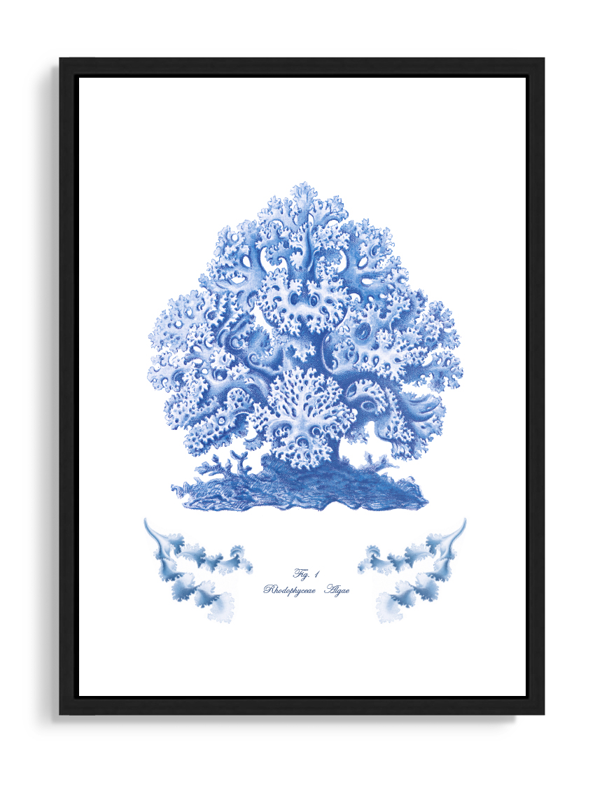 Tartan And Zebra - Corals 'Coral And Blue Algae' - 70x50cm / Design e - Xl 700x500mm / Diseño E