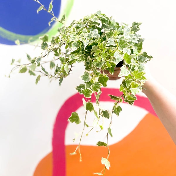 13cm English Ivy - Hedera Helix 'White Wonder' Plant by Sprouts of Bristol
