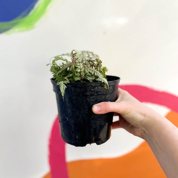 12cm Painted Athyrium Niponicum Metallicum British Grown Hardy Deciduous Fern Plant by Sprouts of Bristol