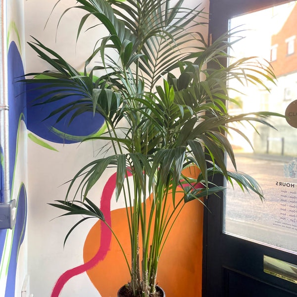 24cm Kentia Palm Howea Forsteriana Plant by Sprouts of Bristol