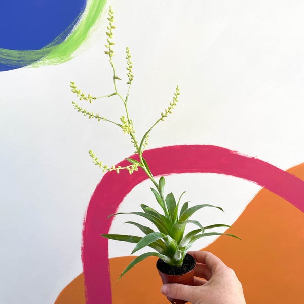 White Form Catopsis Morreniana Syn. Tillandsia Plant by Sprouts of Bristol