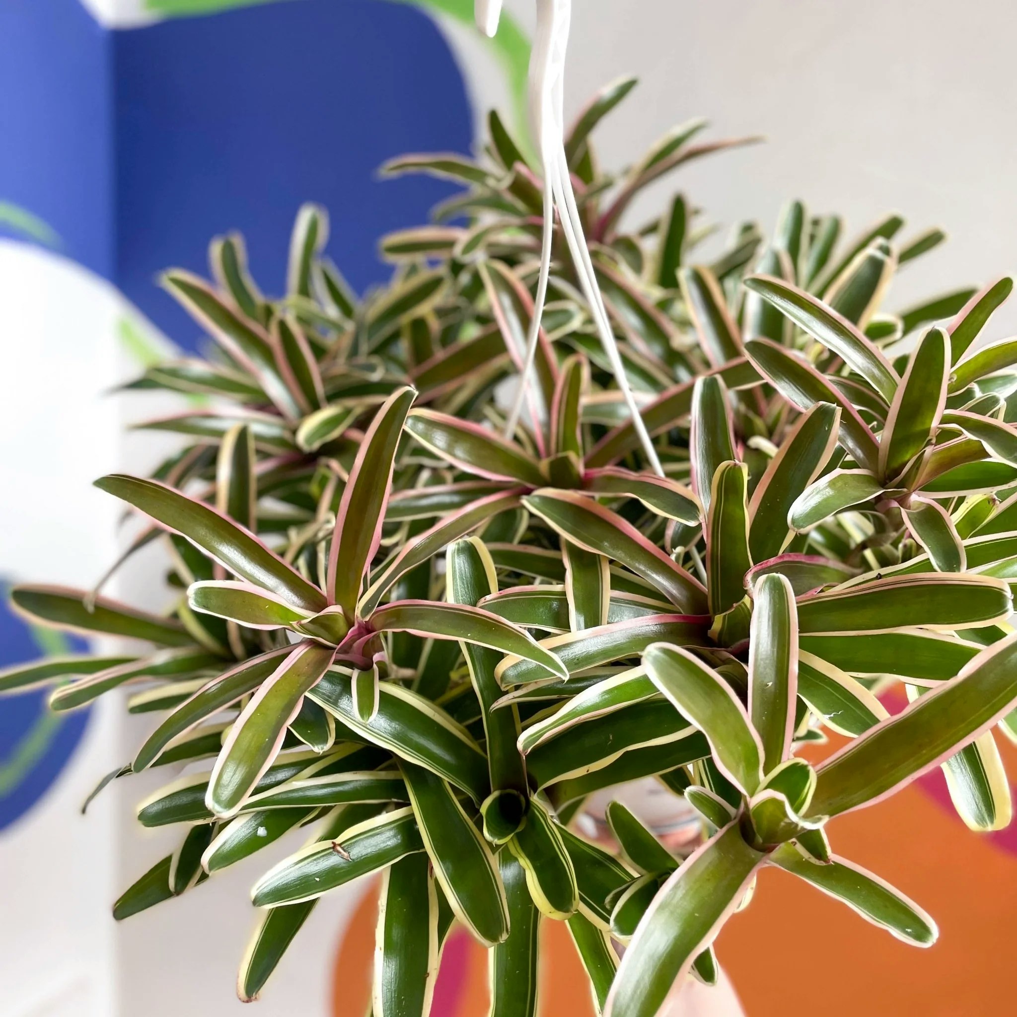 Bromeliad Neoregelia Donger Plant by Sprouts of Bristol