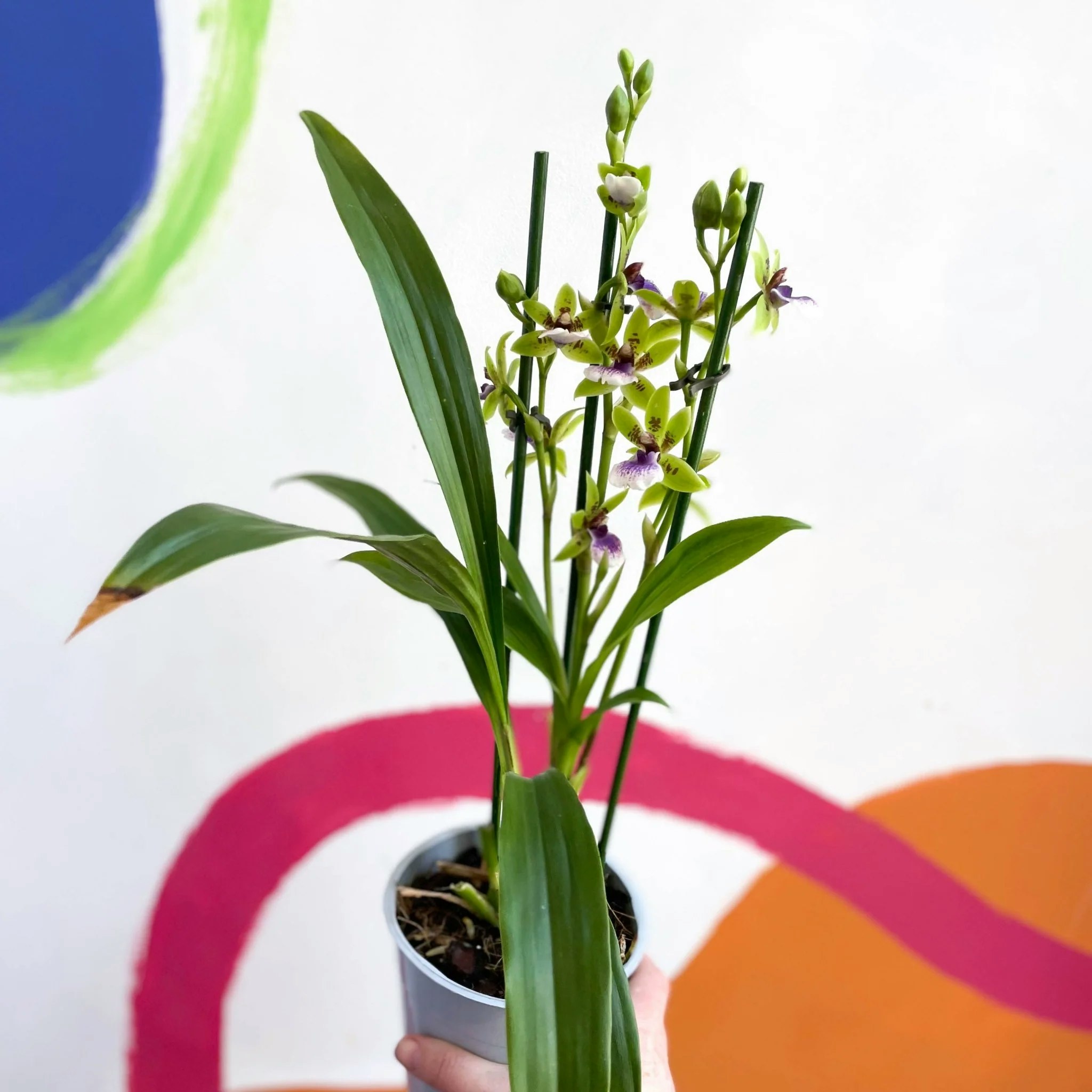 12cm Orchid Zygopetalum Sellowii Plant by Sprouts of Bristol