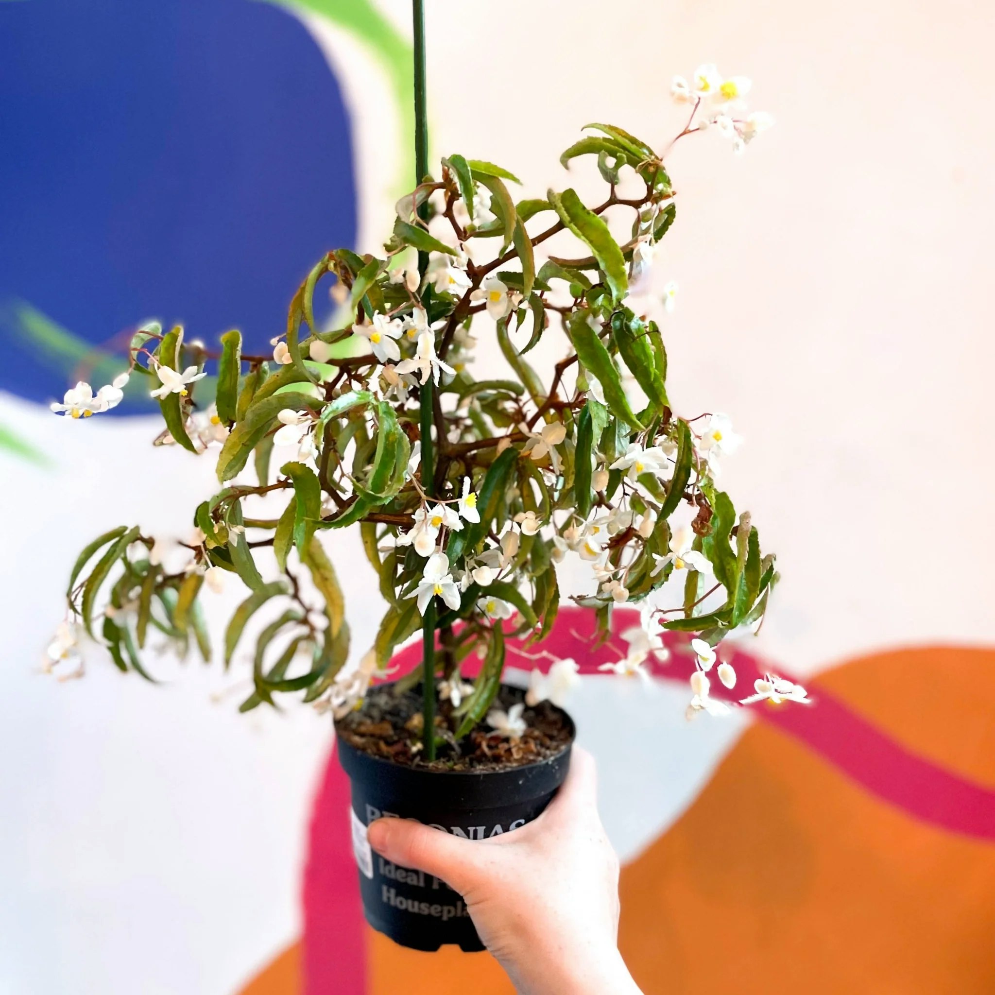 12cm Begonia Echinosepala Var Elongatifolia Welsh Grown Plant by Sprouts of Bristol