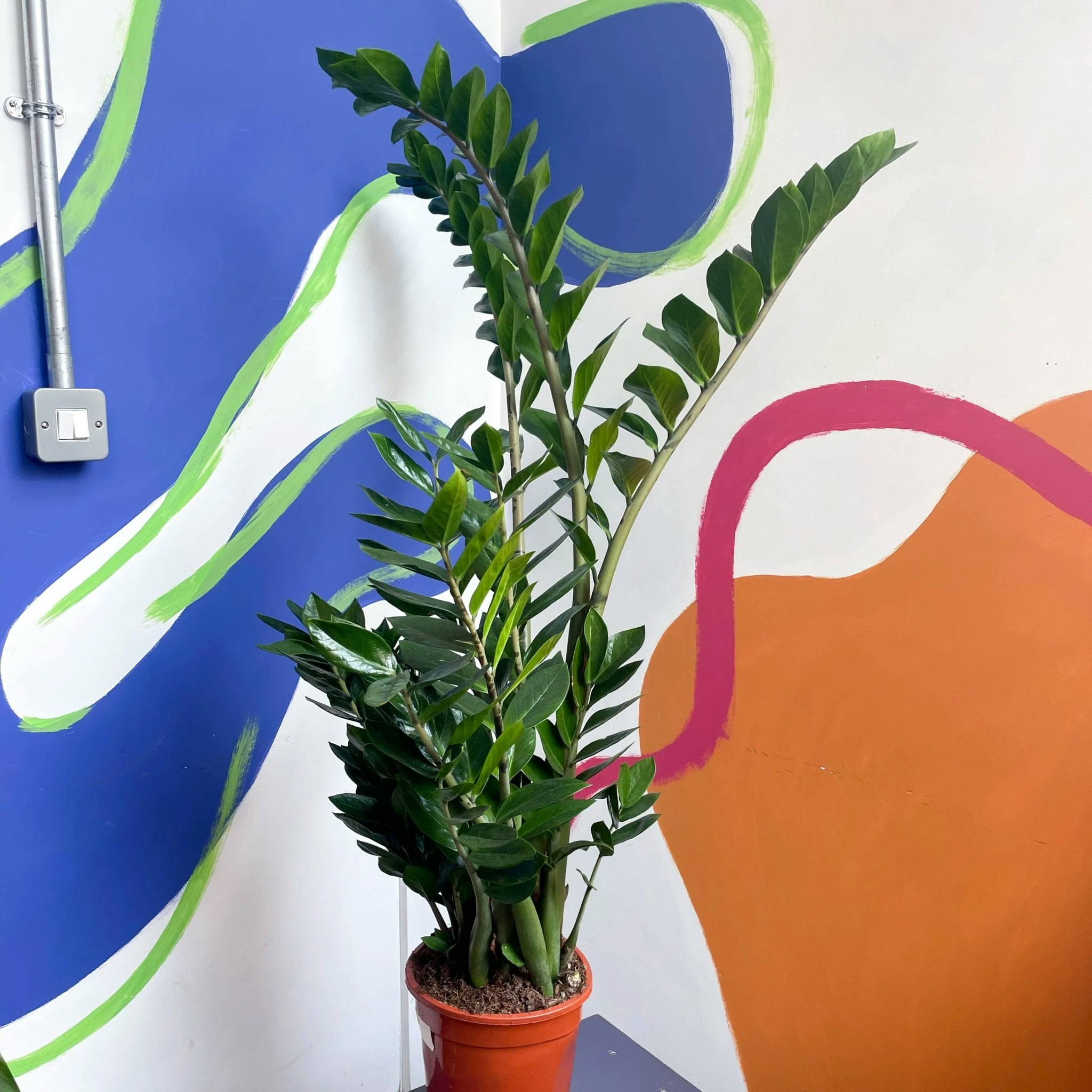 12cm Zamioculcas Zamiifolia Plant by Sprouts of Bristol