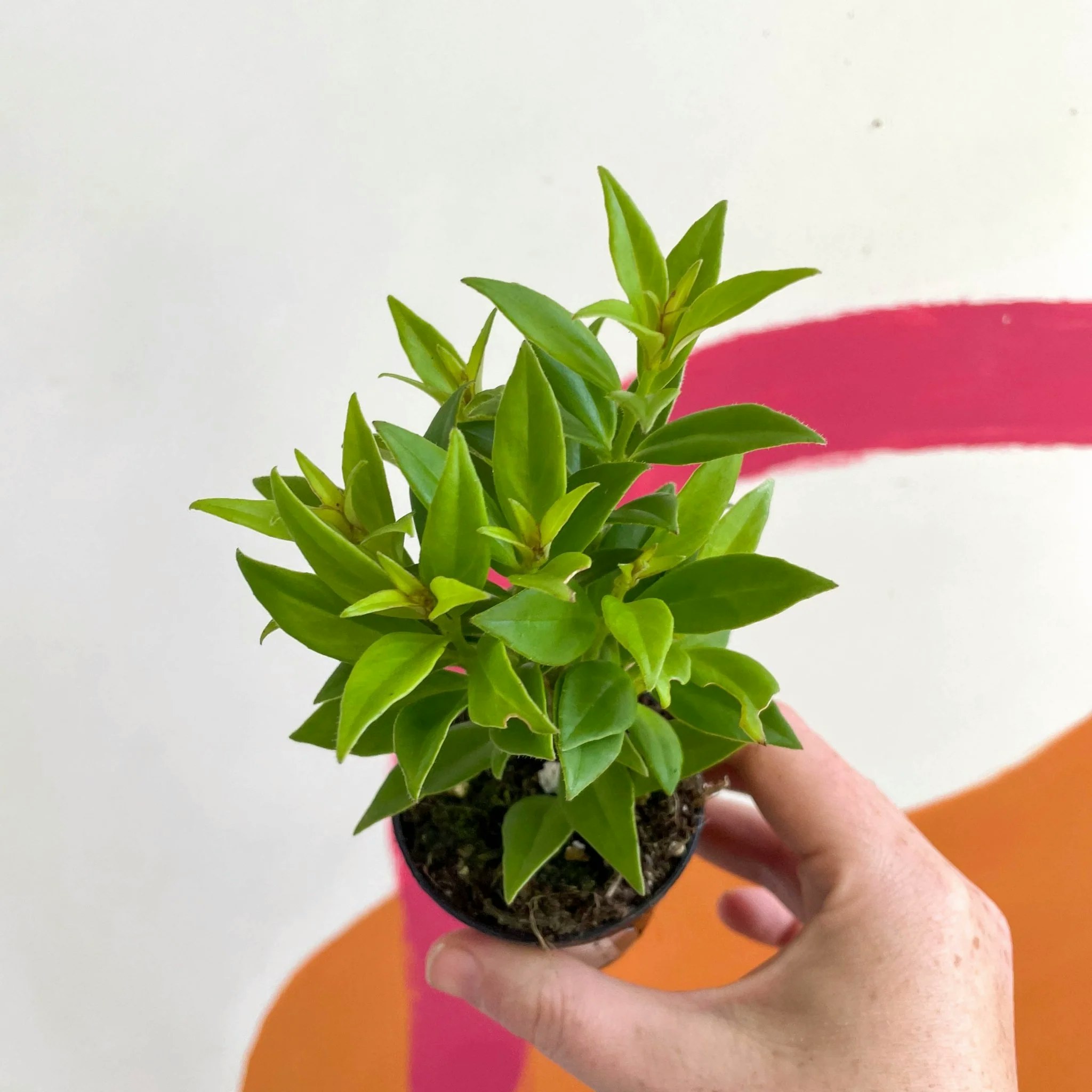 6cm Big Apple Welsh Grown Aeschynanthus Micranthus X Humilis Lipstick Plant by Sprouts of Bristol