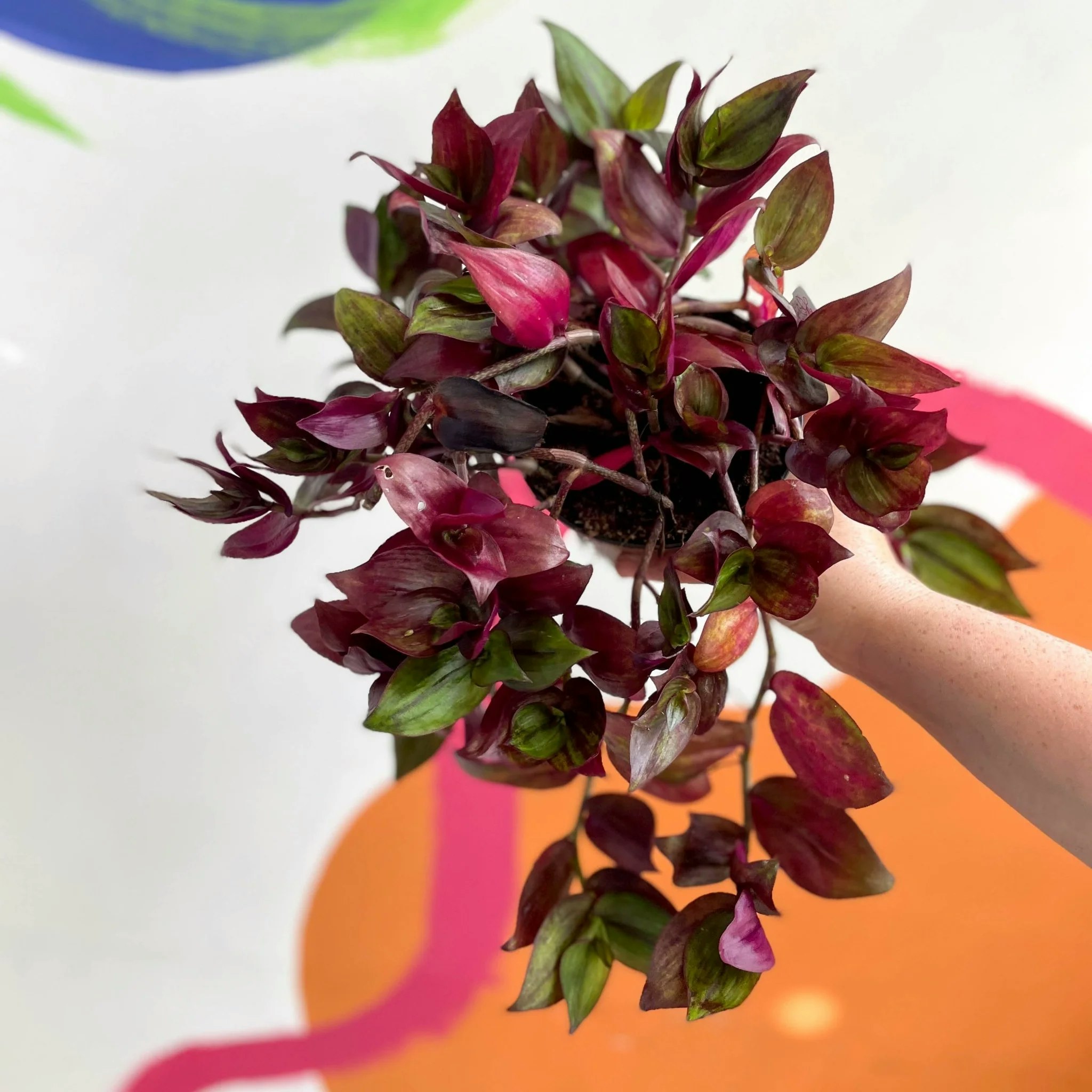 6cm Flame Dance Welsh Grown Tradescantia Zebrina Inch Plant by Sprouts of Bristol