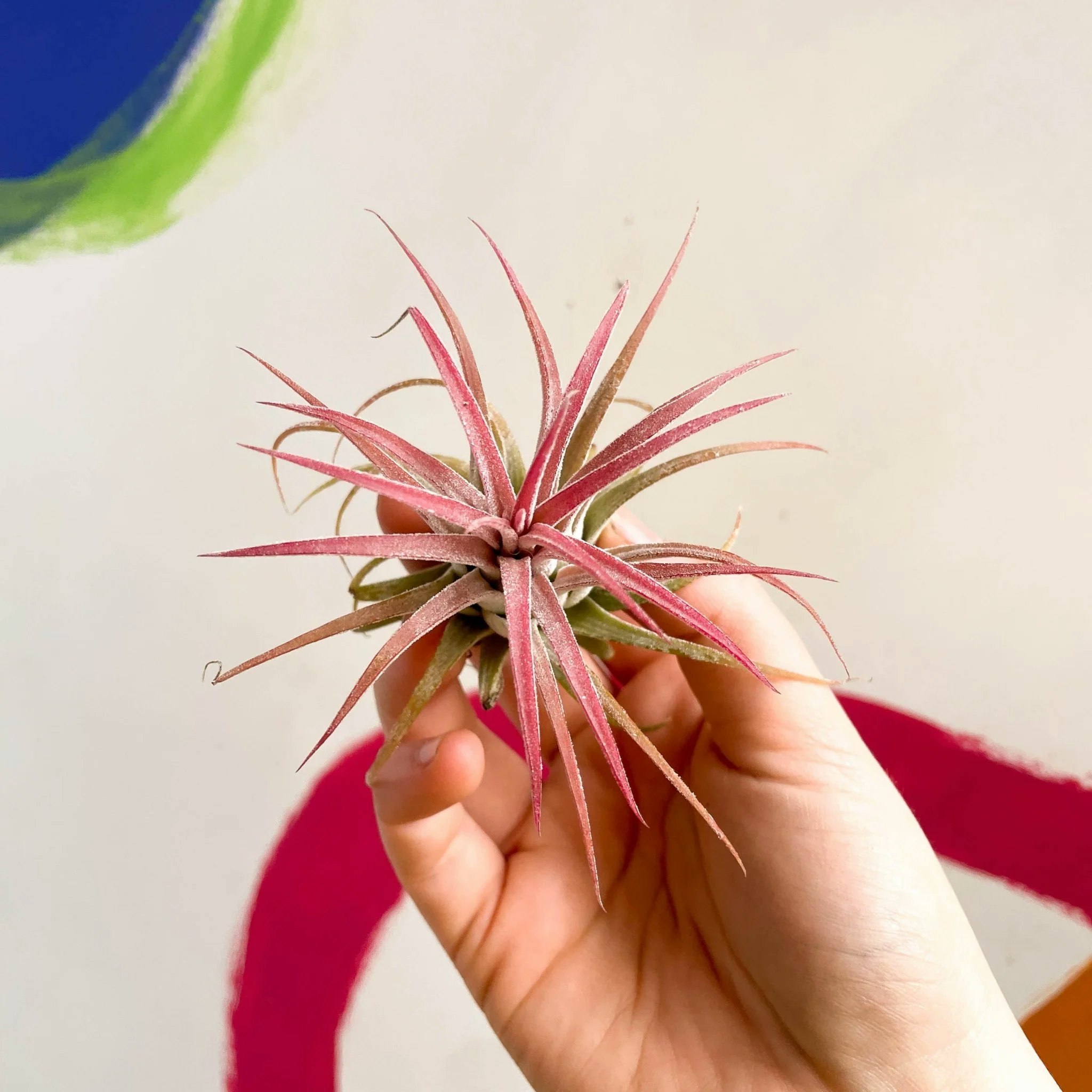 Large Red Tillandsia Ionantha Air Plant by Sprouts of Bristol