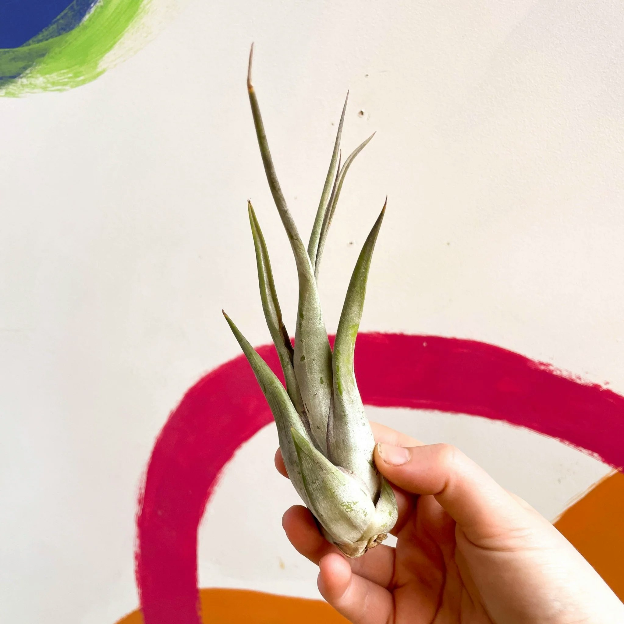 15cm Medusa Tillandsia Air Plant by Sprouts of Bristol