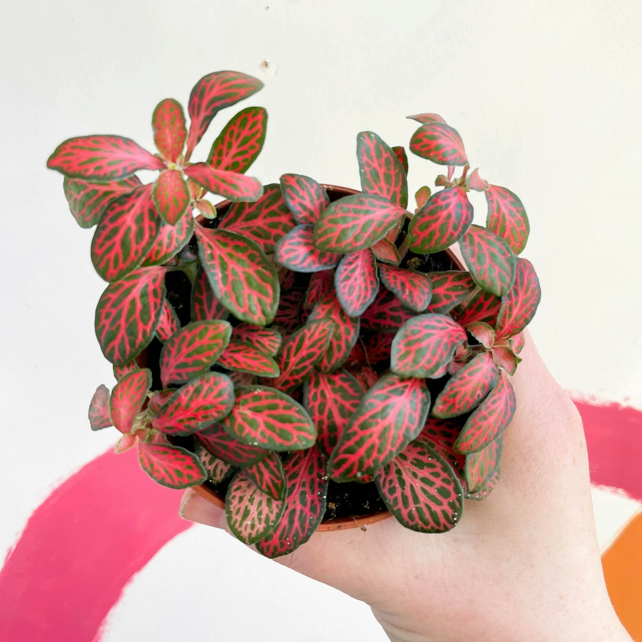 12cm Mini Red Vein Fittonia Verschaffeltii Plant by Sprouts of Bristol