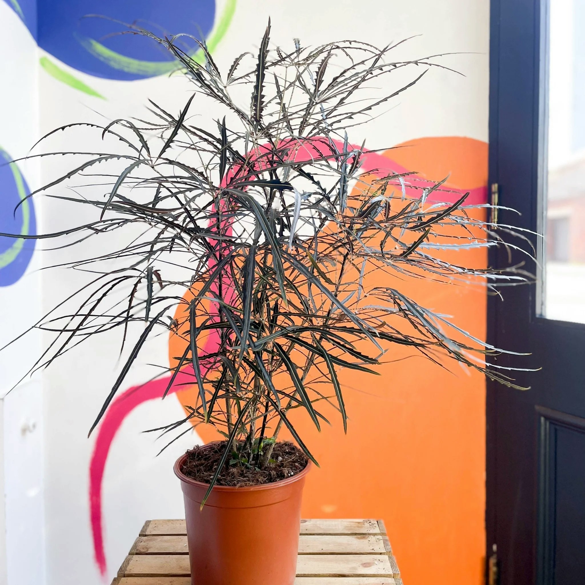 19cm False Aralia Dizygotheca Elegantissima Plant by Sprouts of Bristol