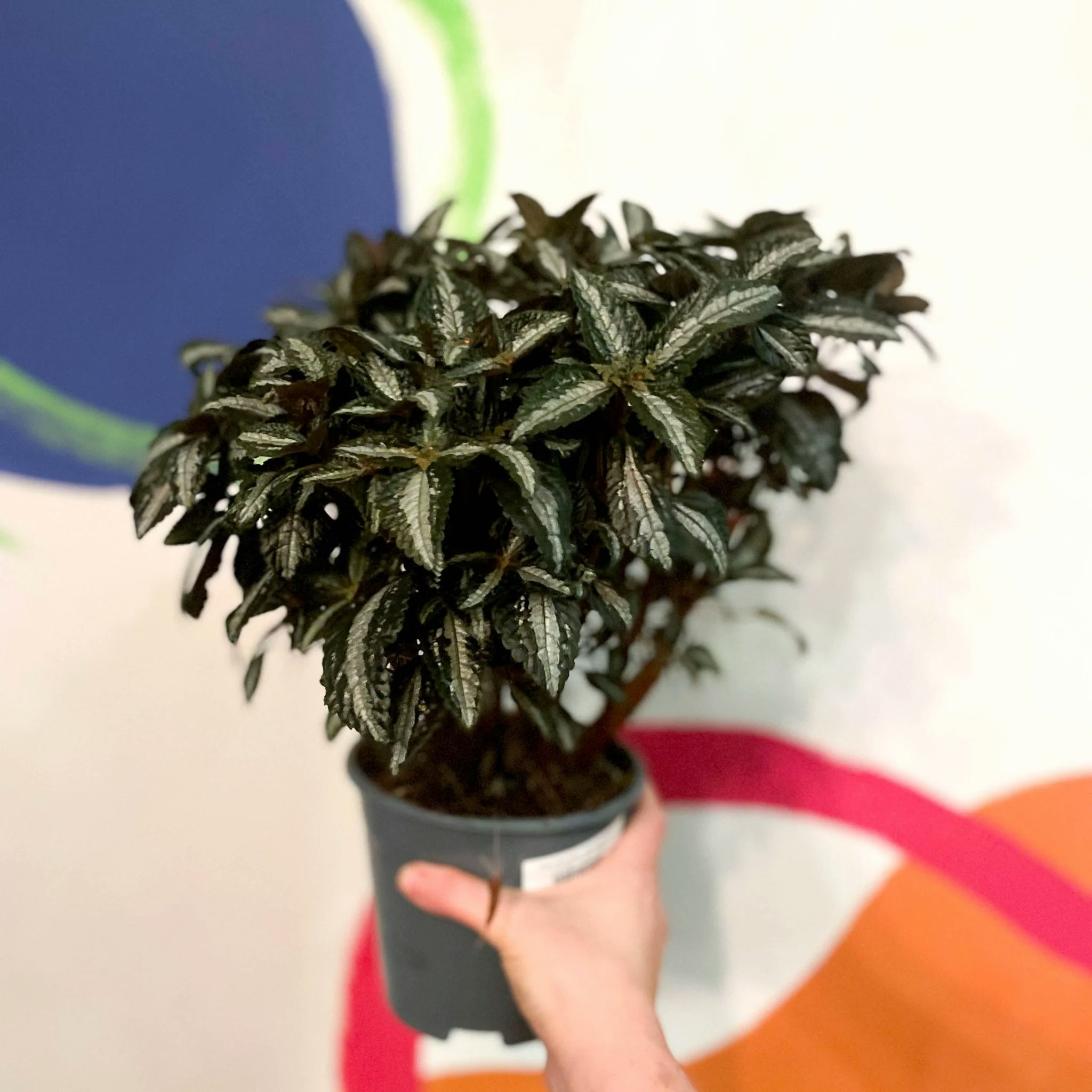 14cm Silver Pilea Spruceana Tree Plant by Sprouts of Bristol