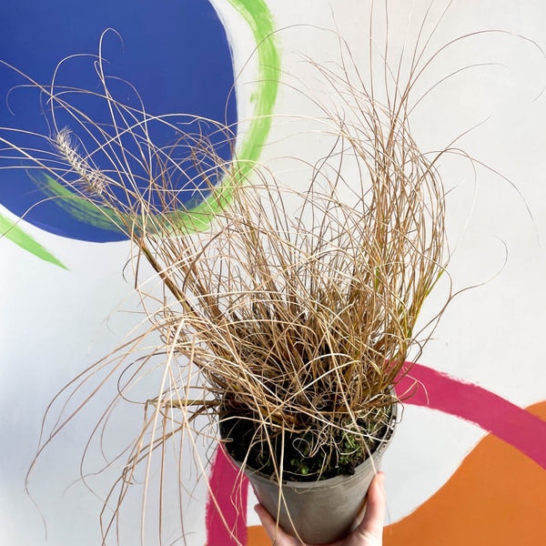 17cm Chinese Fountain Grass - Pennisetum Alopecuroides 'hameln' - Cotswold Grown Perennial by Sprouts of Bristol