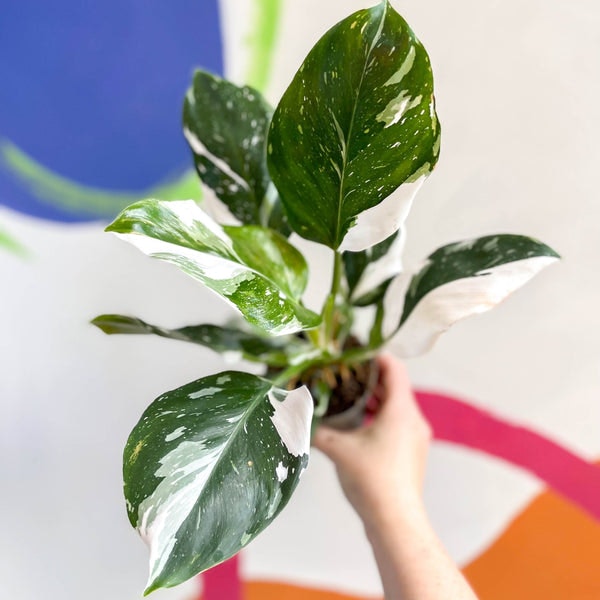 Philodendron 'white Wizard' 9cm by Sprouts of Bristol