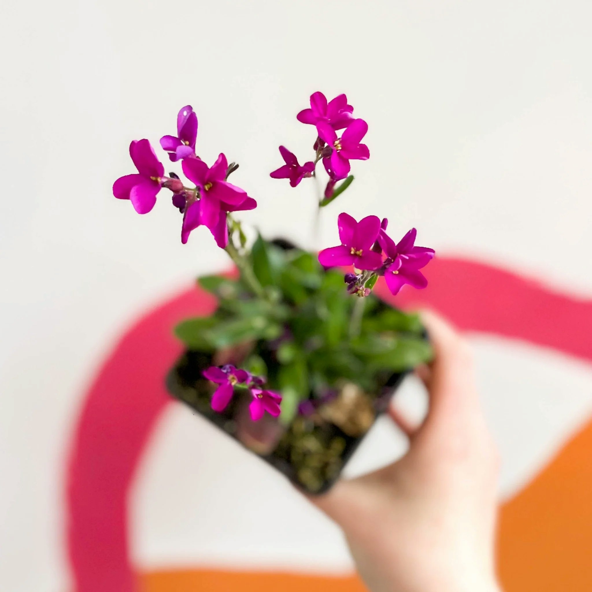 9cm Rose Delight British Grown Evergreen Perennial Alpine Arabis Blepharophylla Wall Cress Plant by Sprouts of Bristol