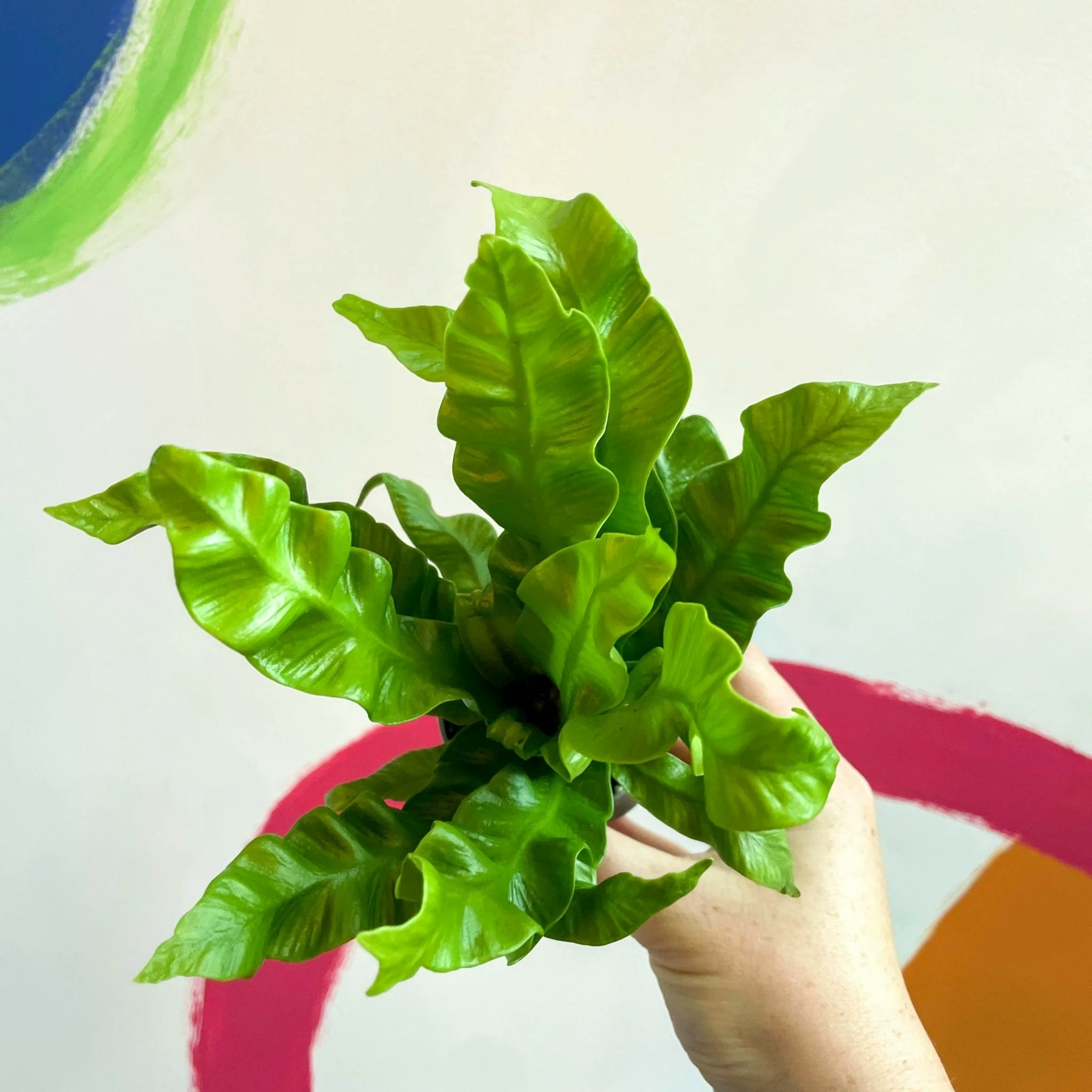 6cm Crispy Wave Asplenium Nidus Pleated Birds Nest Fern Plant by Sprouts of Bristol