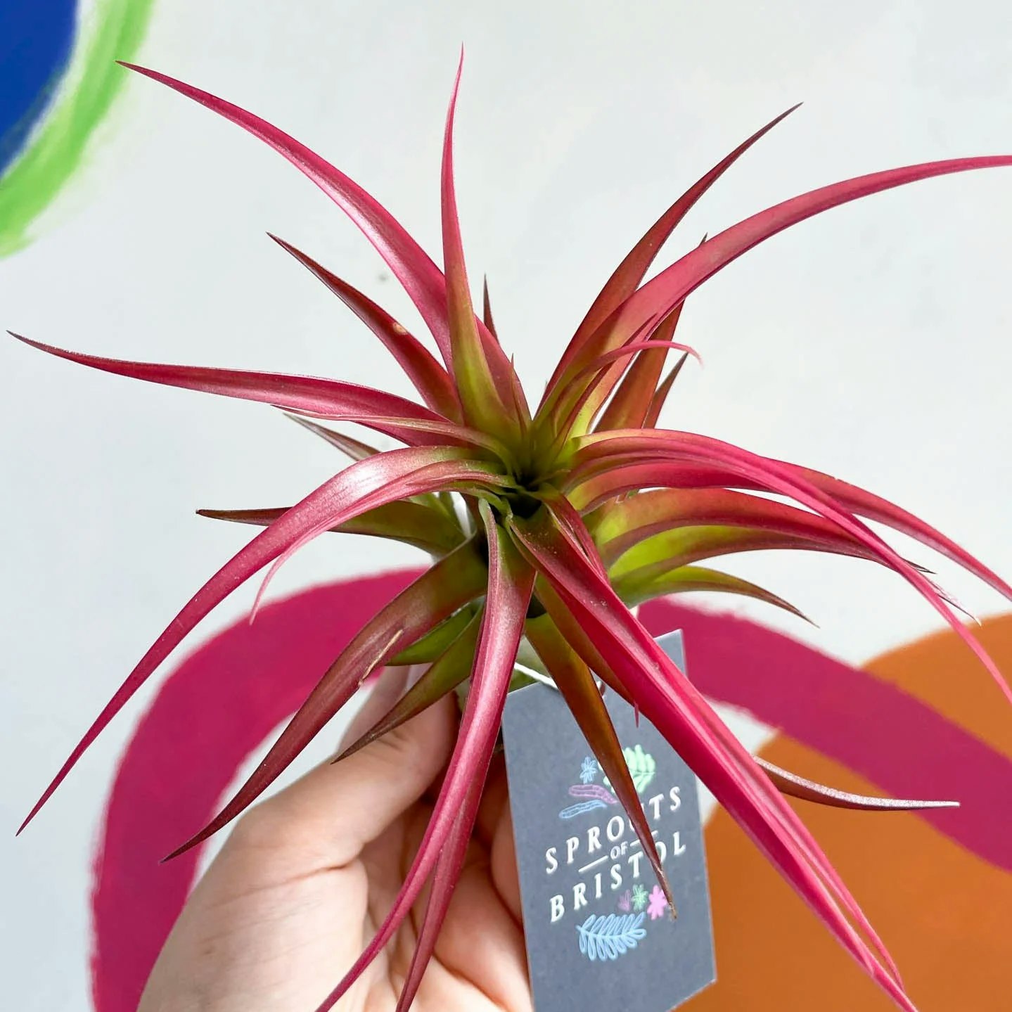 Medium Tillandsia Capitata Air Plant by Sprouts of Bristol