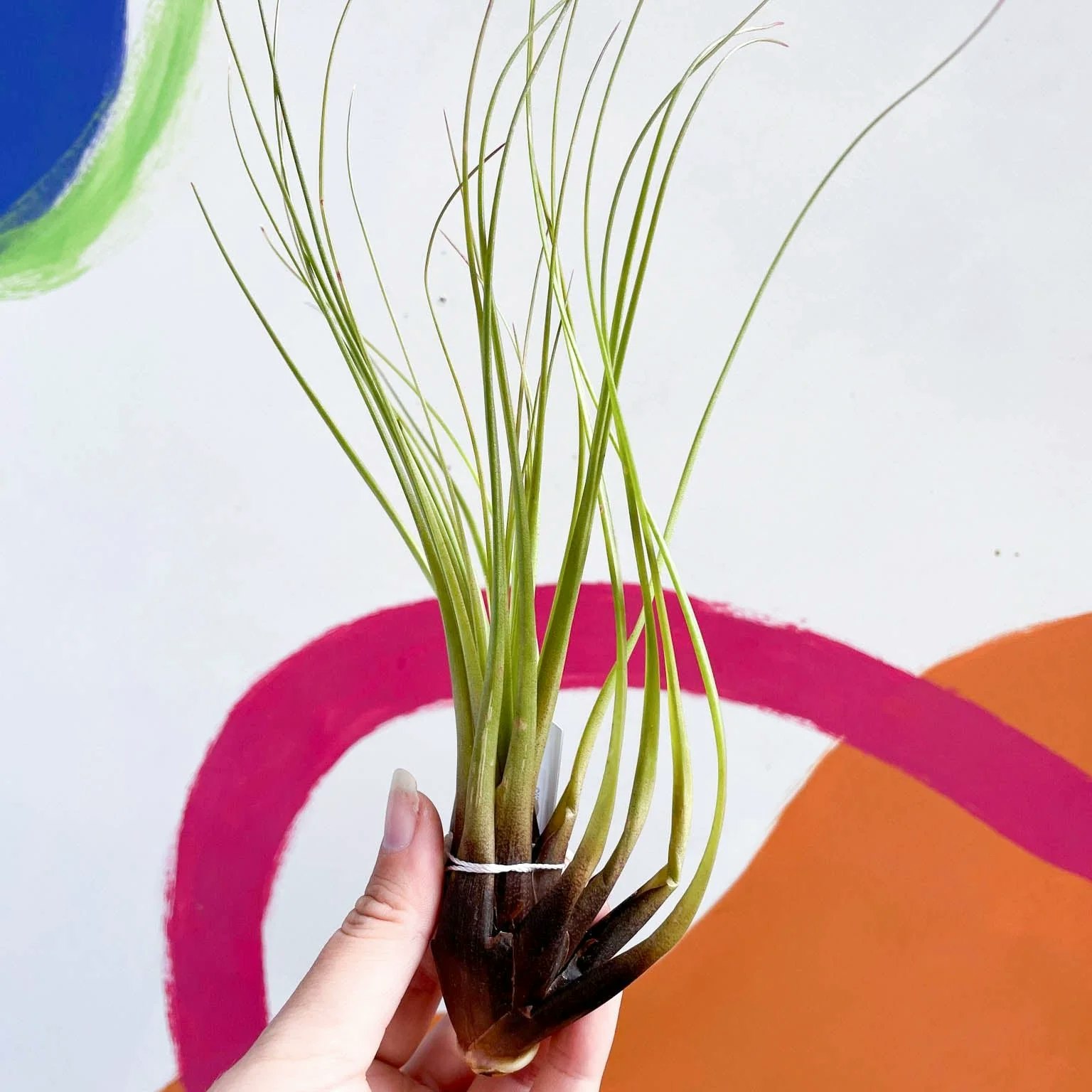 Large Tillandsia Melanocrater Air Plant by Sprouts of Bristol