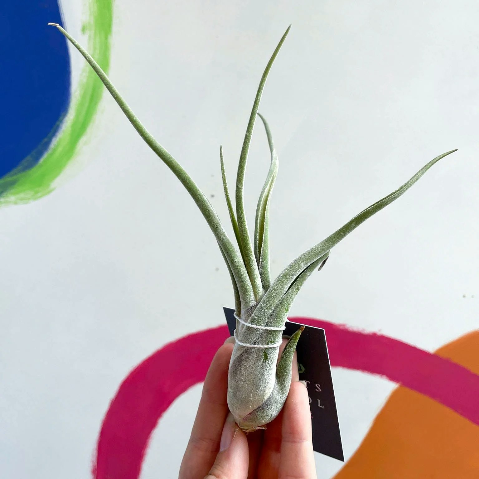 Medium Tillandsia Caput Medusae Air Plant by Sprouts of Bristol