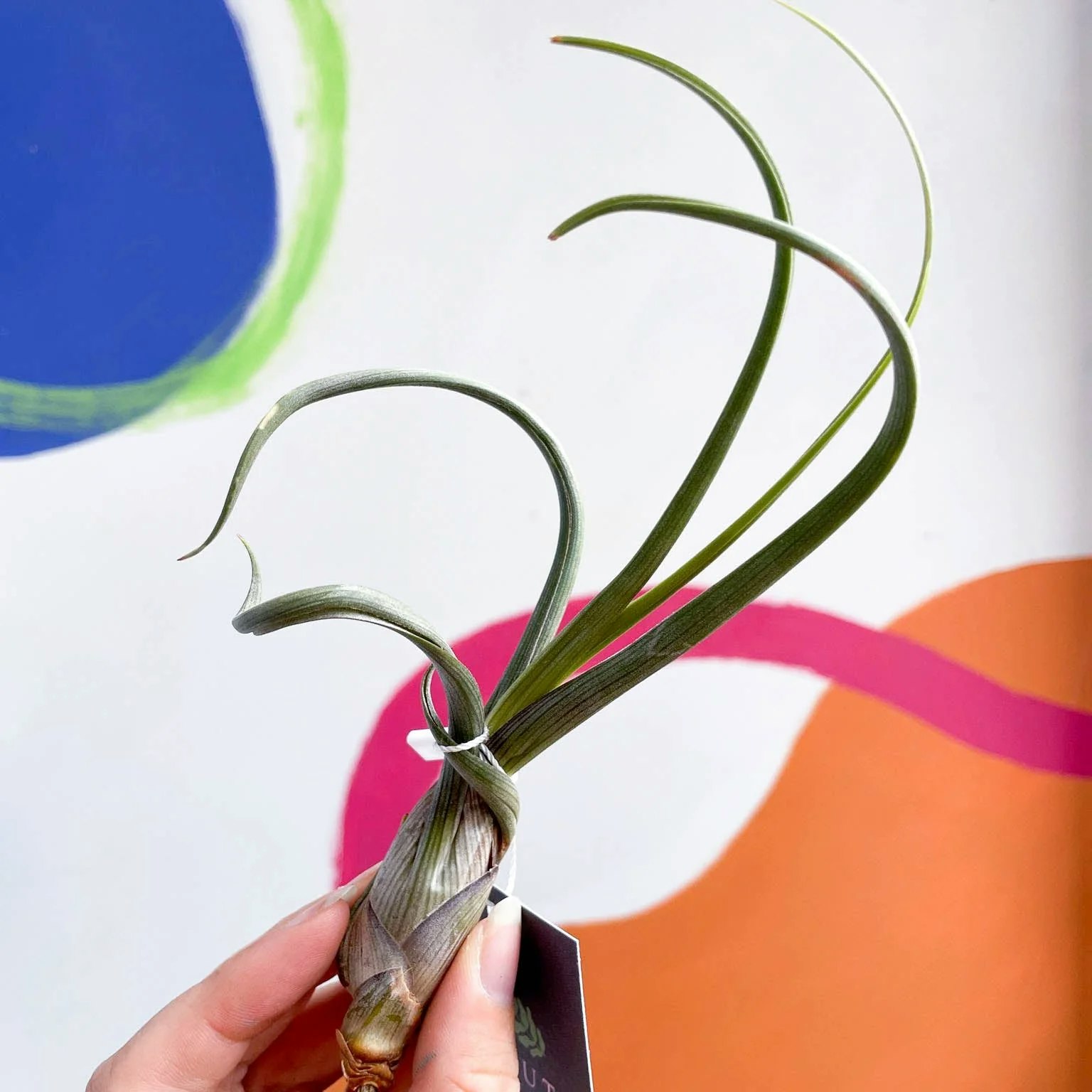 Medium Tillandsia Baileyi Air Plant by Sprouts of Bristol
