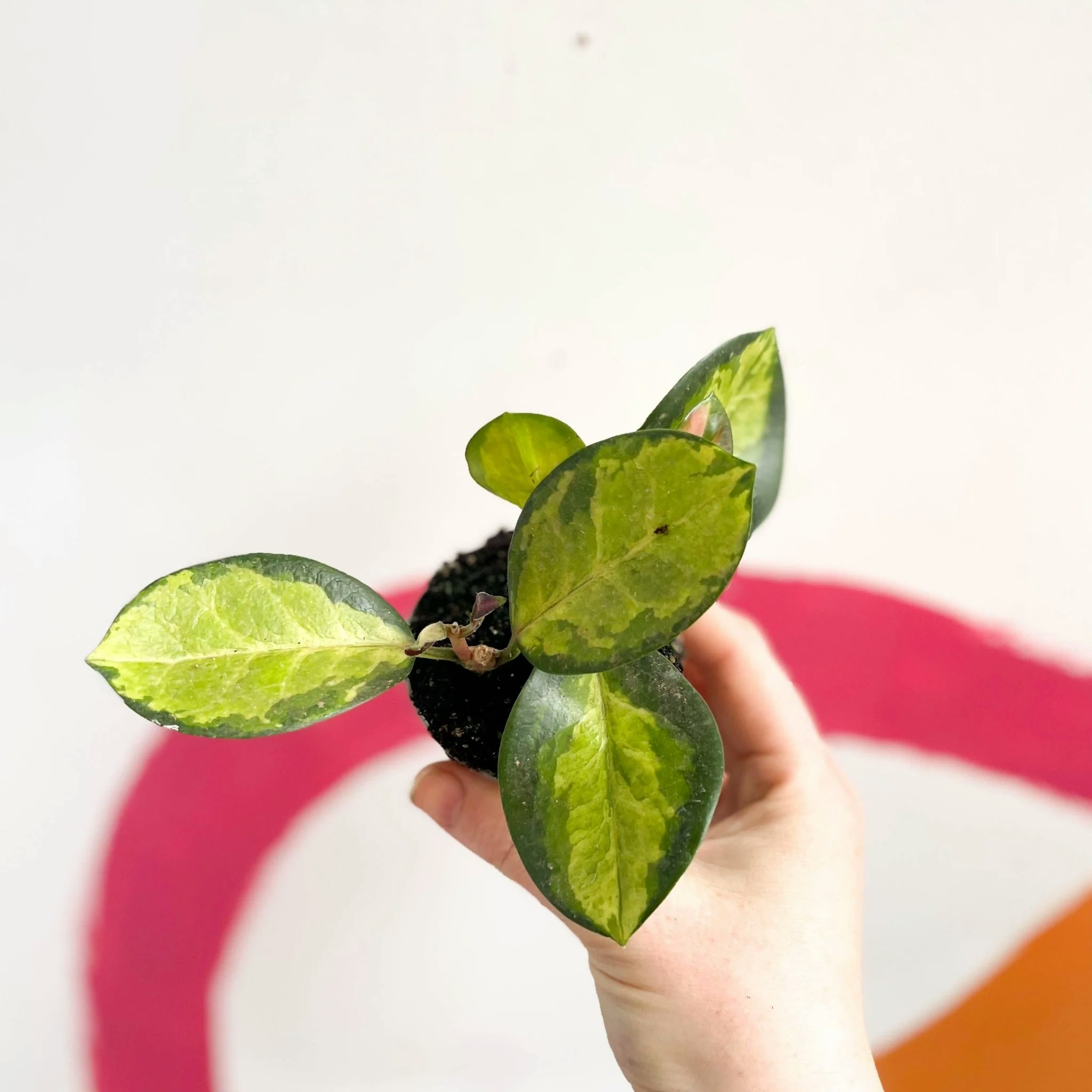 6cm Hoya Carnosa Variegata Tricolor And Krimson Queen Wax Plant by Sprouts of Bristol
