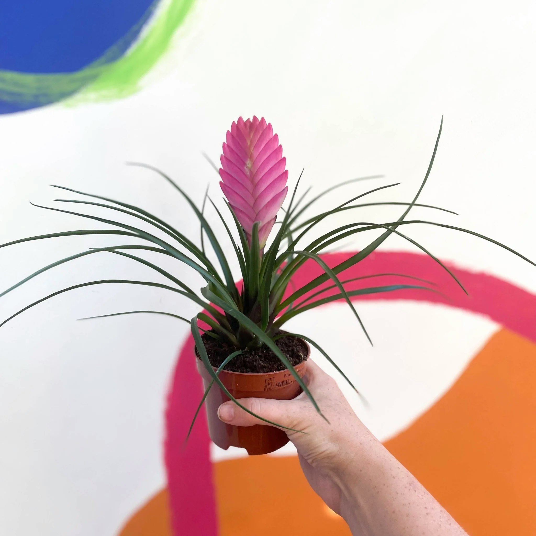 9cm Pink Tillandsia Cyanea Quill Plant by Sprouts of Bristol