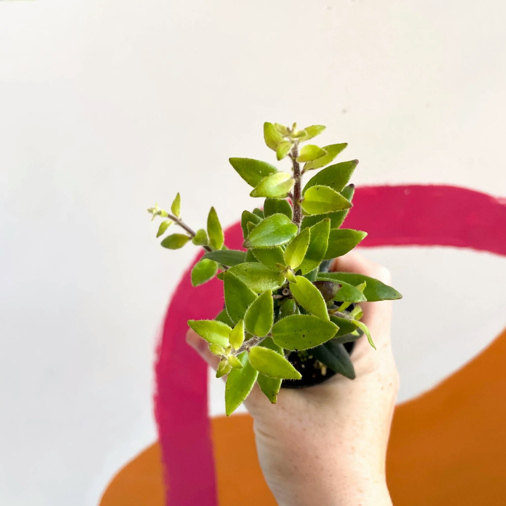 6cm Welsh Grown Aeschynanthus Pavifolius Lipstick Plant by Sprouts of Bristol