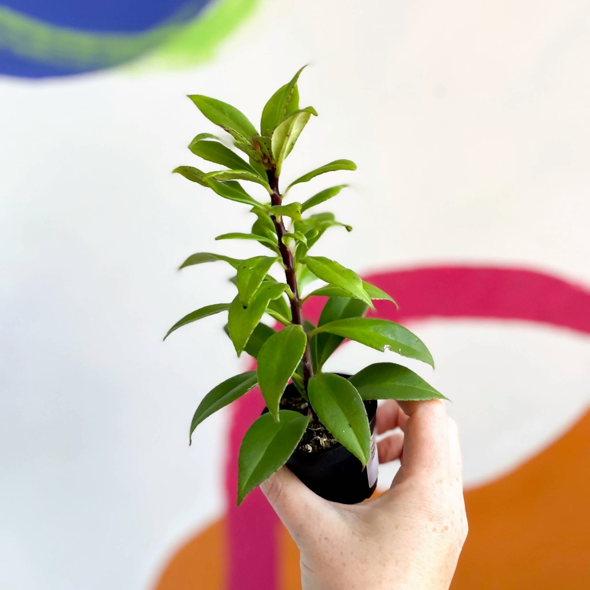 6cm Hot Flash Welsh Grown Aeschynanthus Lipstick Plant by Sprouts of Bristol