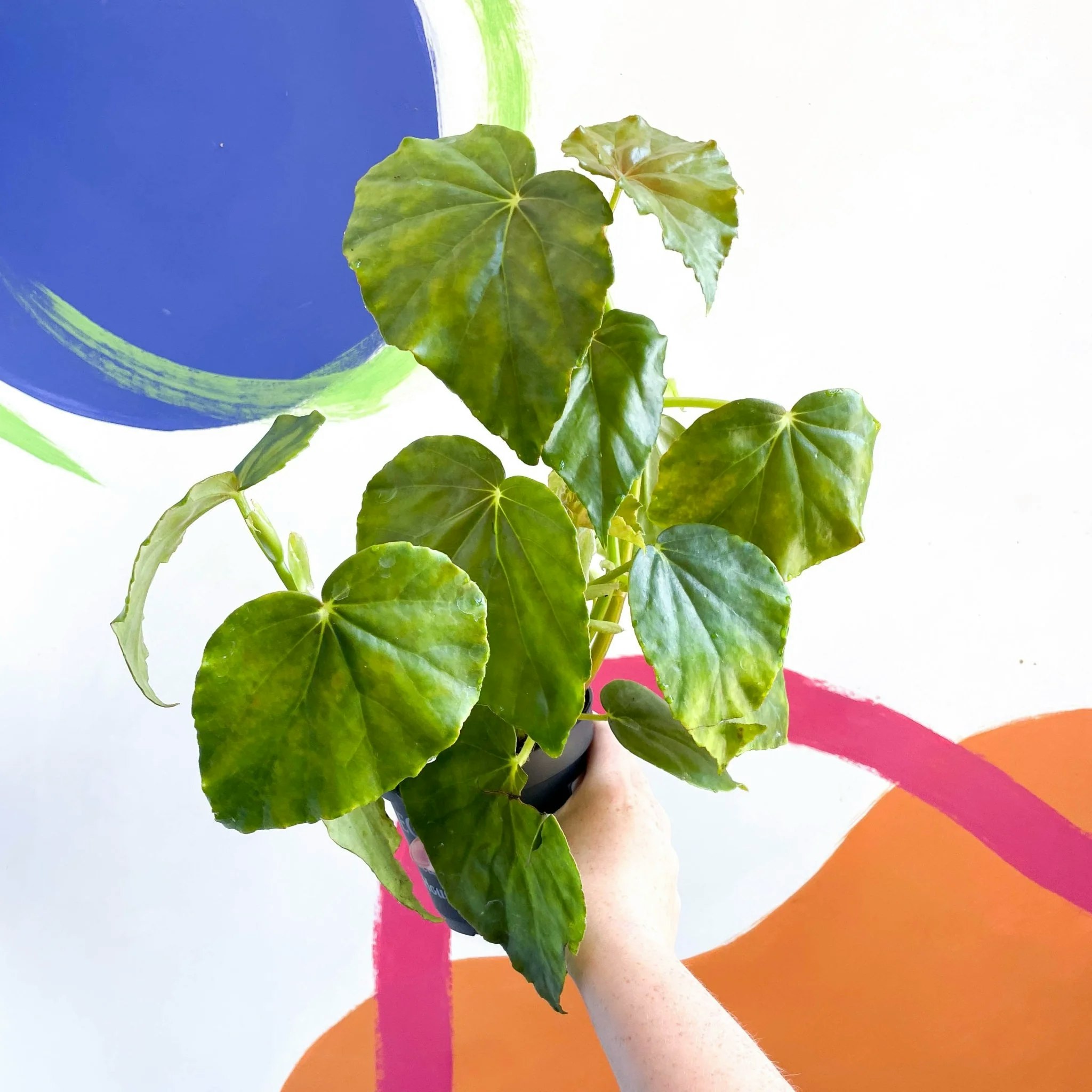 12cm Alba Welsh Grown Begonia Odorata Plant by Sprouts of Bristol