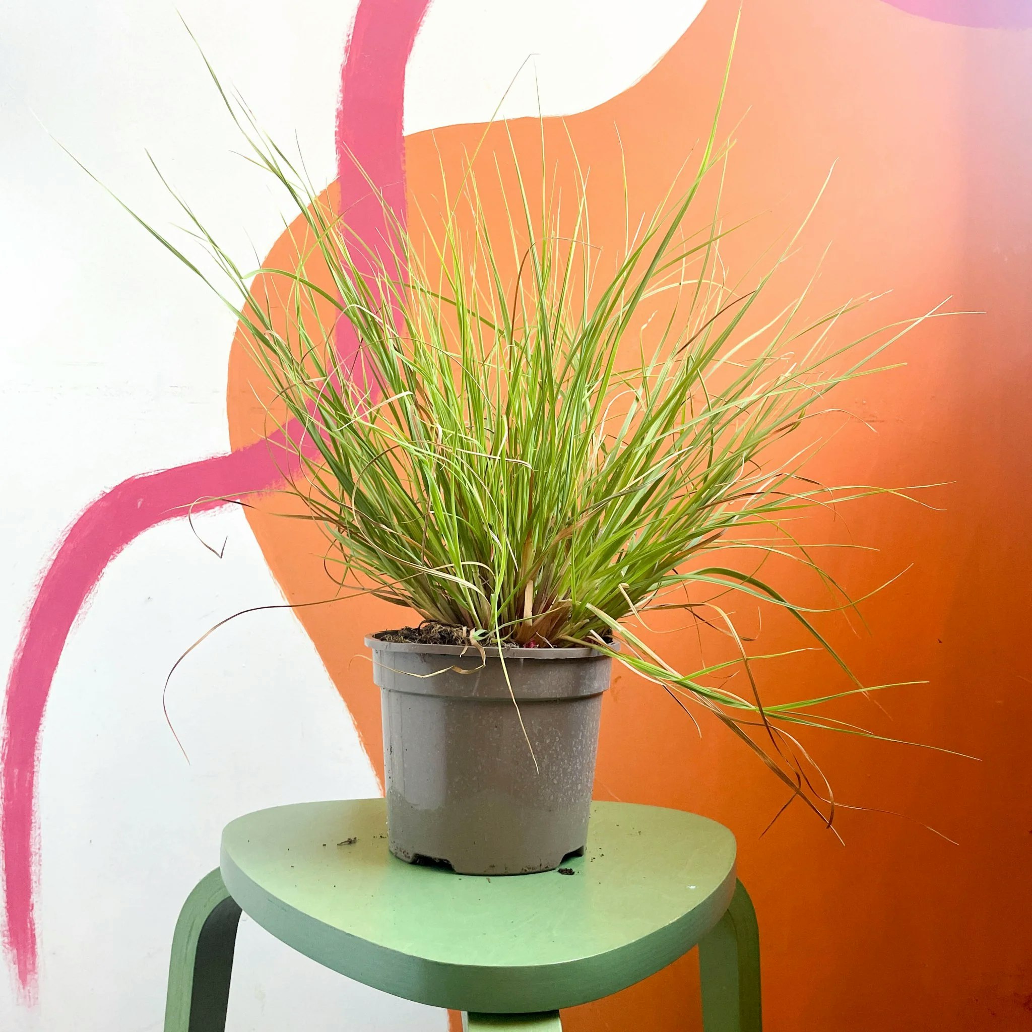 22cm Cotswold Grown Perennial Pennisetum Alopecuroides Chinese Fountain Grass by Sprouts of Bristol