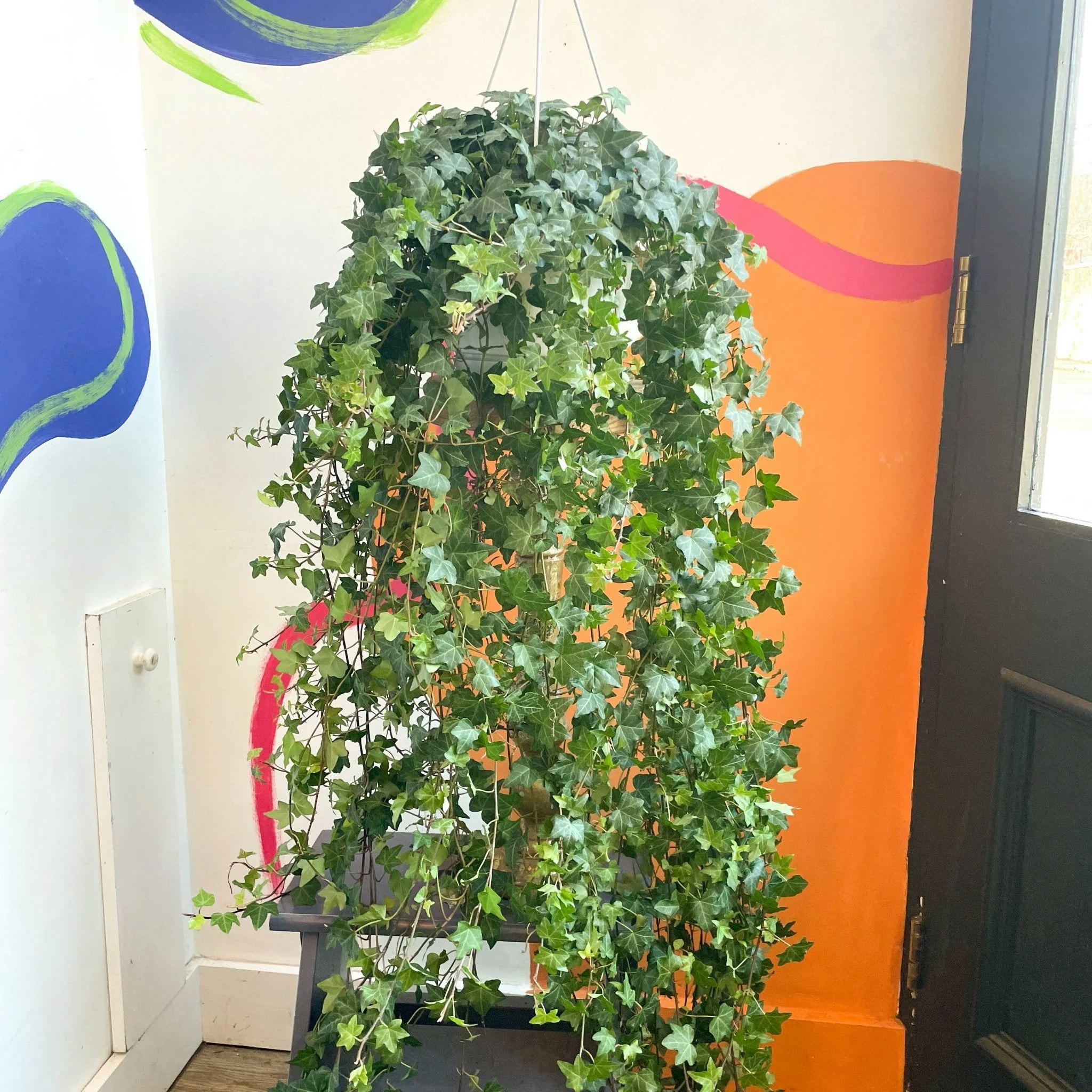 24cm English Ivy Pittsburgh Hedera Helix Plant by Sprouts of Bristol