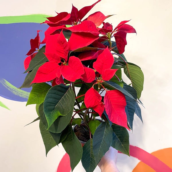 17cm Red Poinsettia - Euphorbia Pulcherrima - British Grown by Sprouts of Bristol