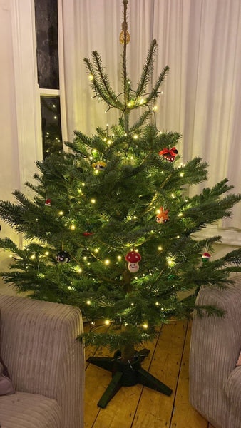 7-8ft Premium Nordmann Fir Nondrop Christmas Tree Uk Grown by Sprouts of Bristol