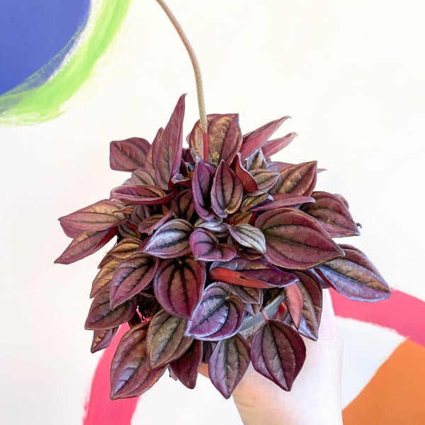 11cm Radiator Plant - Peperomia Caperata 'Cayenne' by Sprouts of Bristol