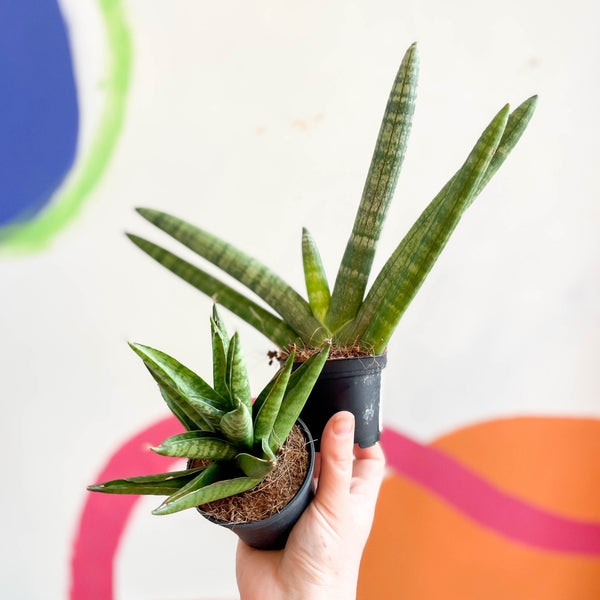 7cm Lucky Dip Snake Plant Sansevieria Cylindrica Mix by Sprouts of Bristol