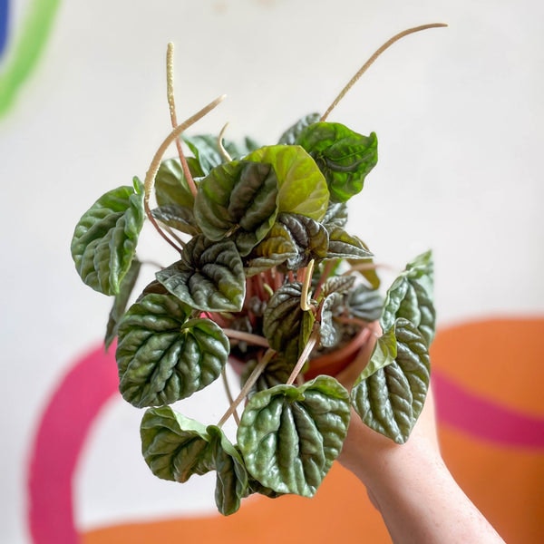 11cm Silver Peperomia Caperata Radiator Plant by Sprouts of Bristol