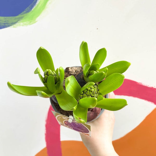 12cm Pink Potted Hyacinthus Bulbs by Sprouts of Bristol