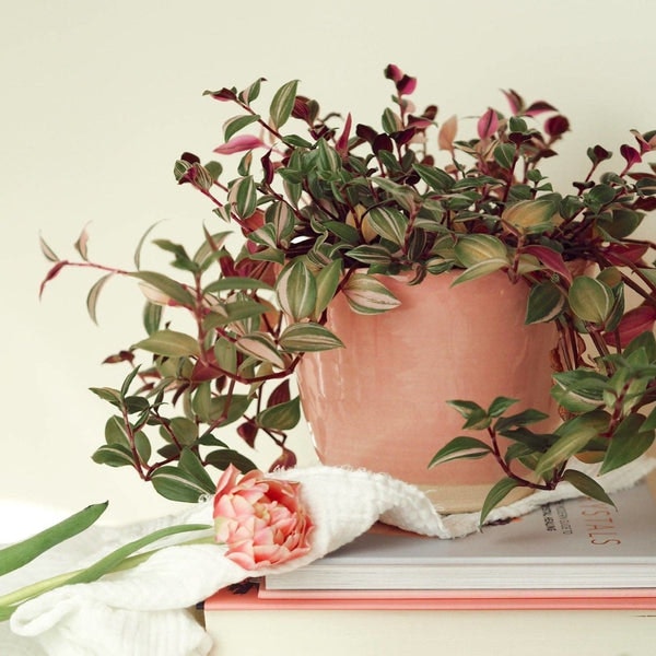 10cm Candy Floss Pink Uk Handmade Plant Pot by Charlotte Manser Ceramics