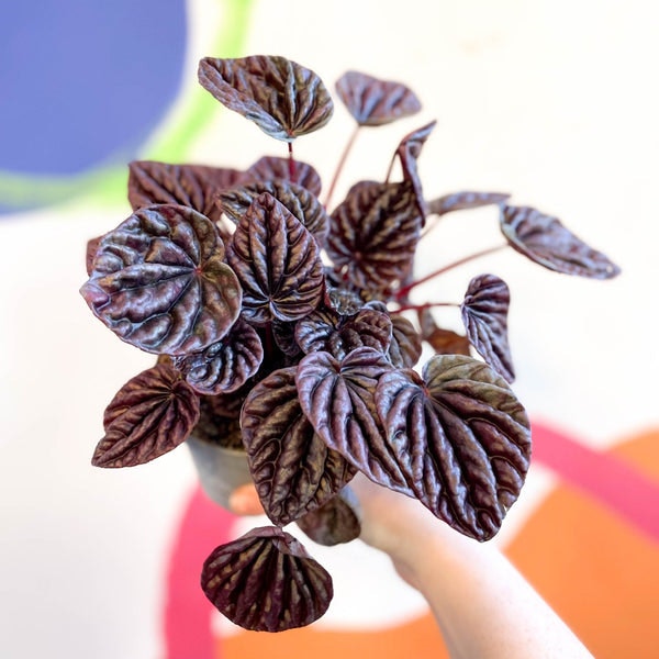11cm Red Luna Peperomia Caperata Radiator Plant by Sprouts of Bristol