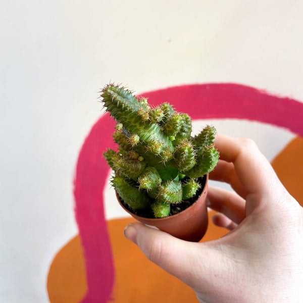 Euphorbia Lugardiae by Sprouts of Bristol