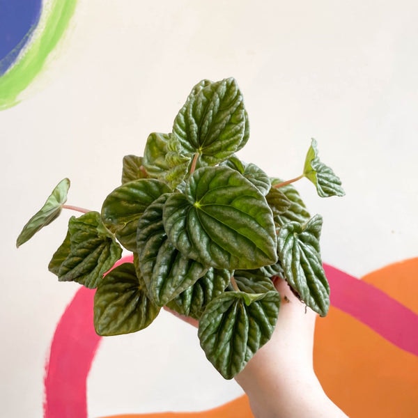 6cm Green Radiator Plant Peperomia Caperata lilian by Sprouts of Bristol