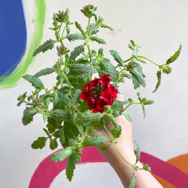 Red Verbena 'showboat Dark Red' - British Grown by Sprouts of Bristol