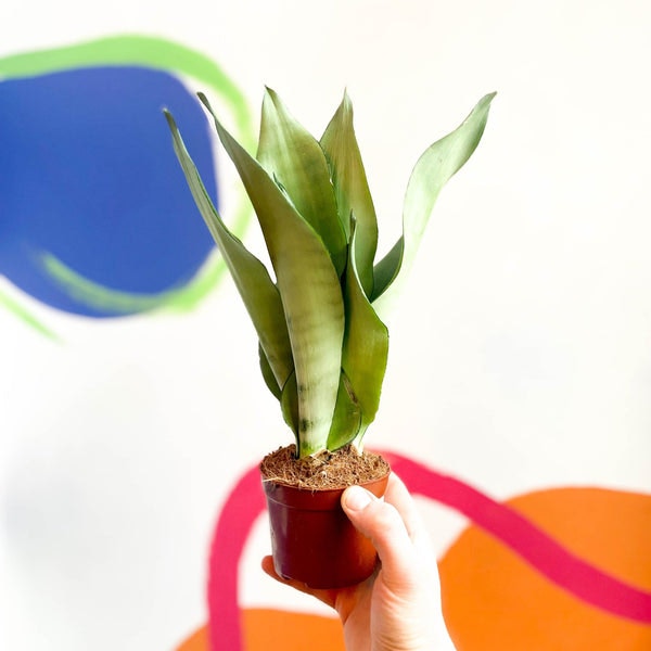 Moonshine Snake Plant - Sansevieria Trifasciata by Sprouts of Bristol