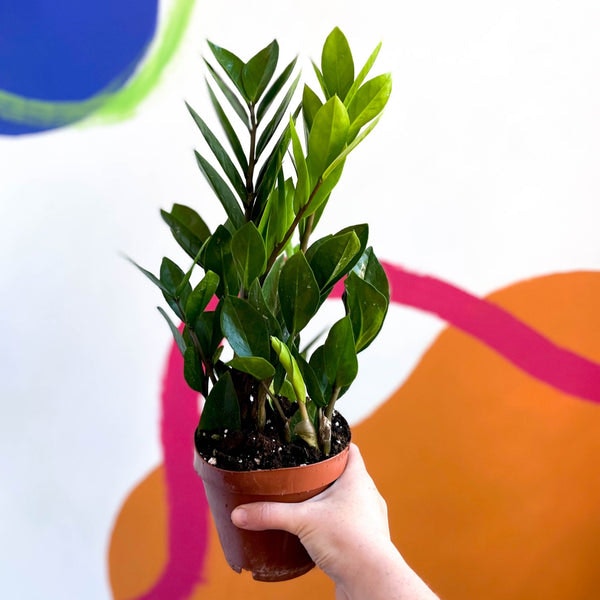 Zamioculcas Zamiifolia - Zz Plant by Sprouts of Bristol