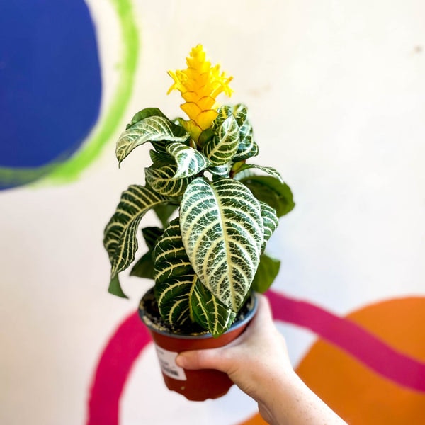 Aphelandra Squarrosa 'dania' - Zebra Plant by Sprouts of Bristol