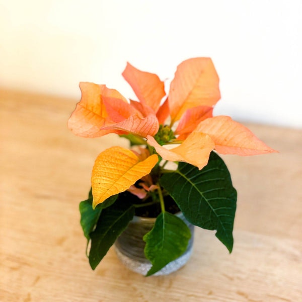 Orange Poinsettia - Euphorbia Pulcherrima 'autumn Leaves' by Sprouts of Bristol