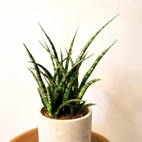 Fernwood Snake Plant - Sansevieria Canaliculata by Sprouts of Bristol
